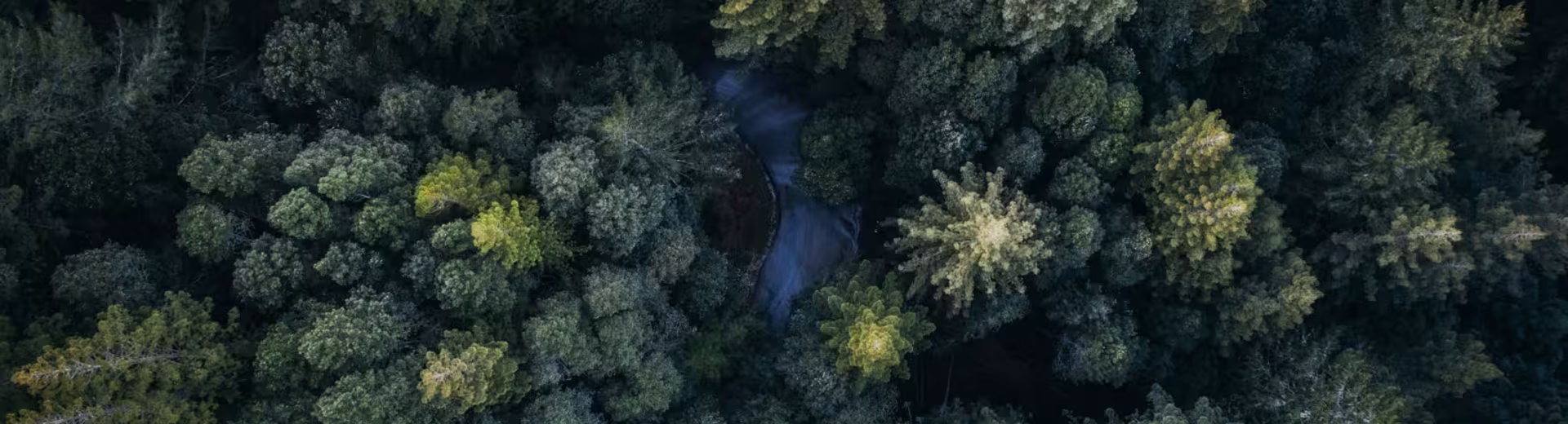 Le leader incontesté du marché
